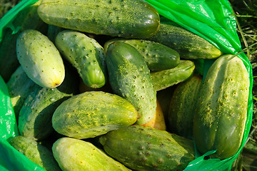 Image showing Young cucumbers