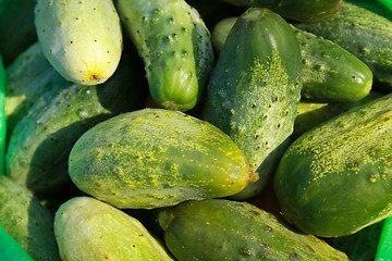 Image showing Young cucumbers