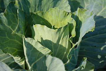 Image showing The cabbage ripens