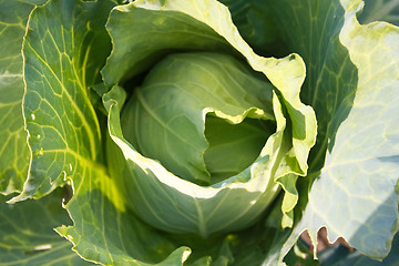 Image showing The cabbage ripens