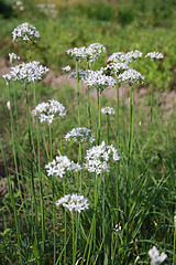 Image showing Flowers of wild garlic