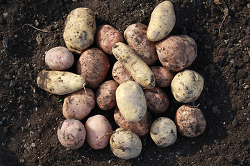 Image showing Large tubers of a potato.