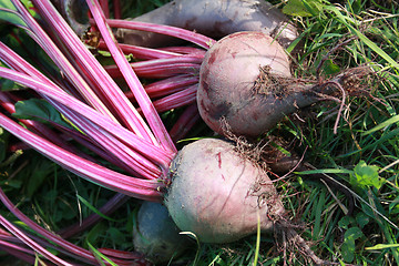 Image showing Beet