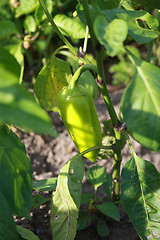 Image showing Sweet pepper