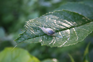 Image showing Wood snail