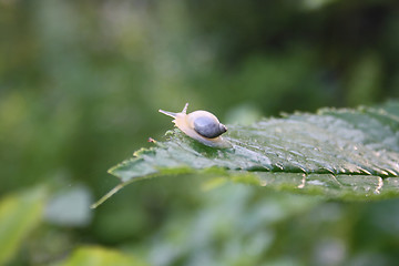 Image showing Wood snail