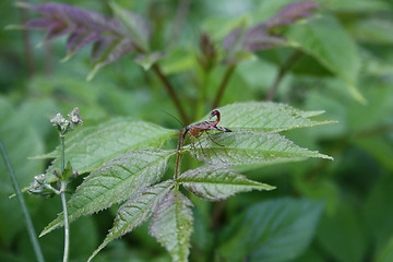 Image showing Flying insect