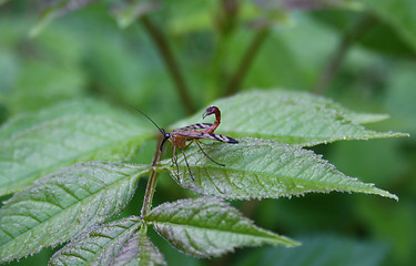 Image showing Flying insect