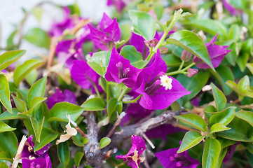 Image showing Violet flowers bougainvillea on a bush