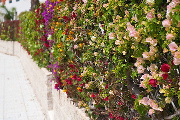 Image showing Fence of multicolored flowers bougainvillea