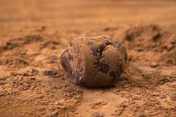 Image showing Homemade chocolate truffles