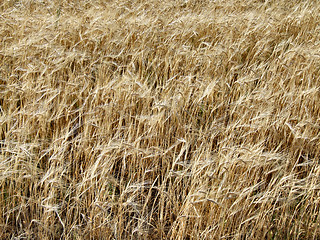 Image showing Fields of barley - background
