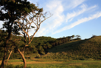 Image showing Morning in wood