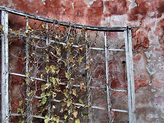 Image showing Grunge wall and dry plant