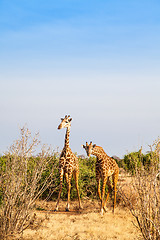 Image showing Free Giraffe in Kenya