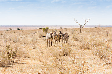 Image showing Zebras looking to the camera