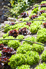 Image showing Vegetable Garden