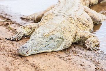 Image showing Kenian crocodiles