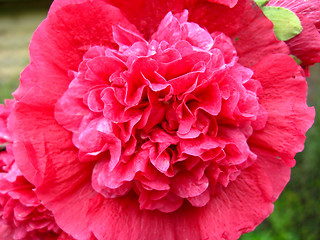 Image showing The flower of red carnation