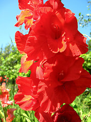 Image showing a beautiful flower of gladiolus