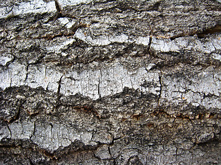 Image showing Dark bark of a tree