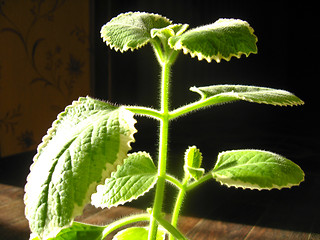 Image showing Leaves of decorative mint