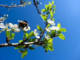 Image showing bumblebee laying on the blossoming cherry