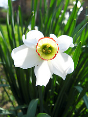 Image showing Flower of a white beautiful narcissus