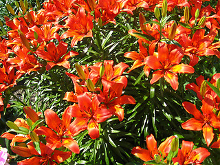 Image showing beautiful red lilies
