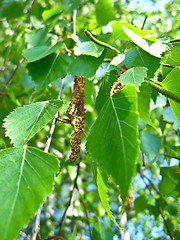 Image showing Young sprouts of birch