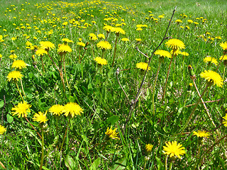 Image showing a bed of yellow flowers of dandelions