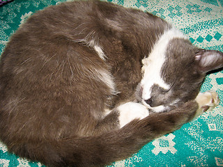 Image showing The grey cat sleeps on a sofa