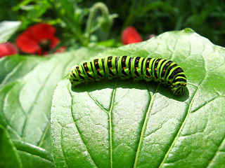 Image showing Caterpillar of the butterfly  machaon on the leaf