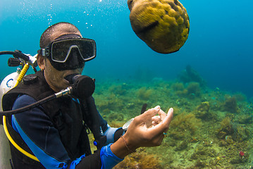 Image showing Scuba diver holding sea cucumber