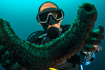 Image showing Scuba diver holding sea cucumber