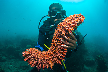 Image showing Scuba diver holding sea cucumber