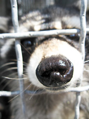 Image showing Raccoon with asking paw behind a bar