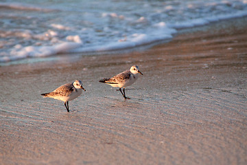 Image showing Beach runners in Antigua