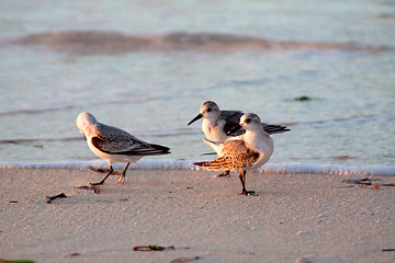 Image showing Beach runners in Antigua