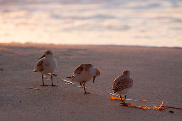 Image showing Beach runners in Antigua