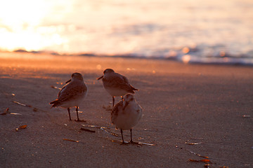 Image showing Beach runners in Antigua