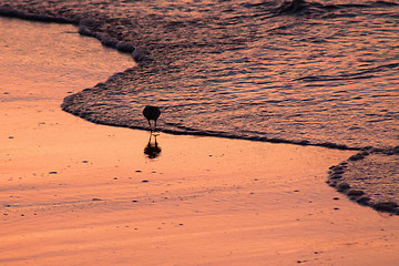 Image showing Beach runners in Antigua