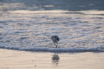 Image showing Beach runners in Antigua