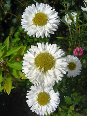 Image showing Four beautiful white asters