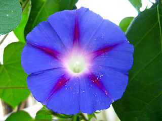 Image showing beautiful flower of ipomoea