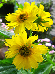 Image showing some beautiful yellow flowers