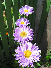 Image showing Four beautiful blue asters
