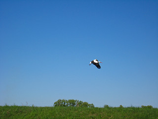 Image showing white stork flying above the field in village