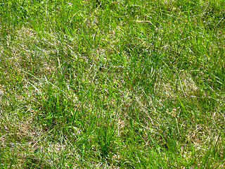 Image showing Thrickets of a high green grass