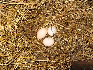Image showing Nest of the hen with three eggs